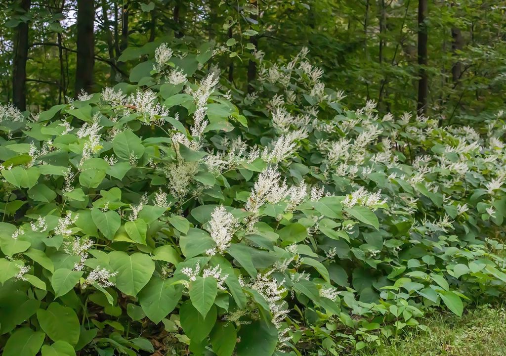 Japanese Knotweed an invasive plant species in the UK