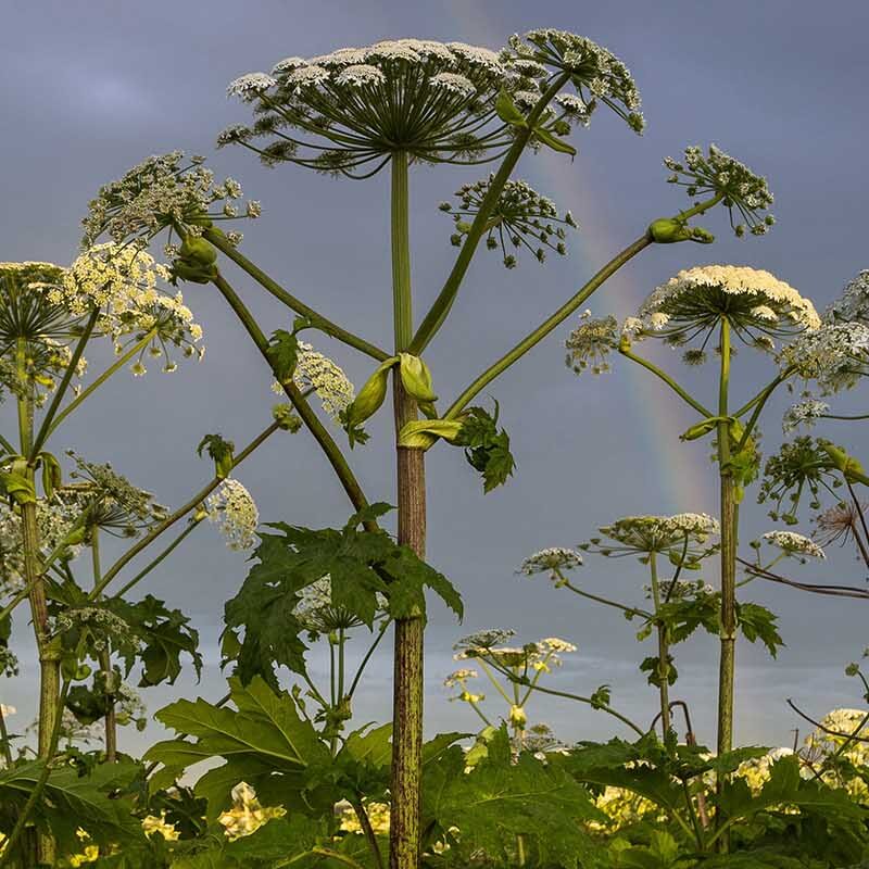 Cluster of Giant Hogweed