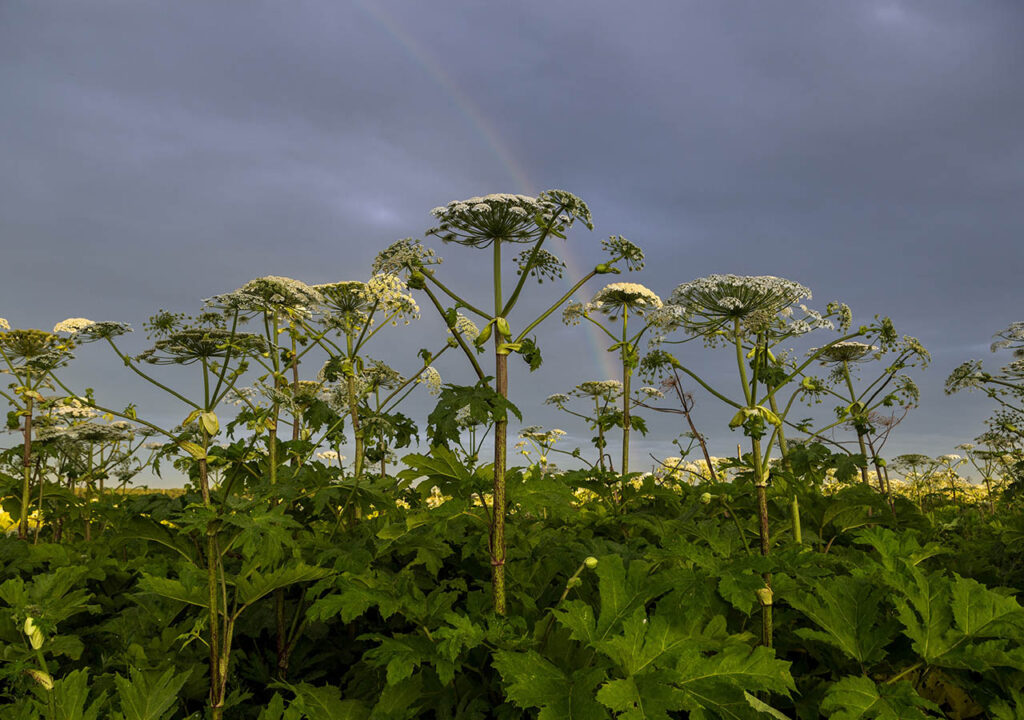 Cluster of Giant Hogweed