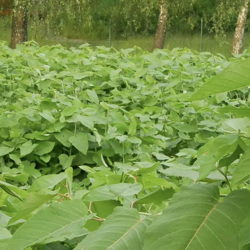 Japanese Knotweed, an invasive species in the UK, which has spread over a large area of land