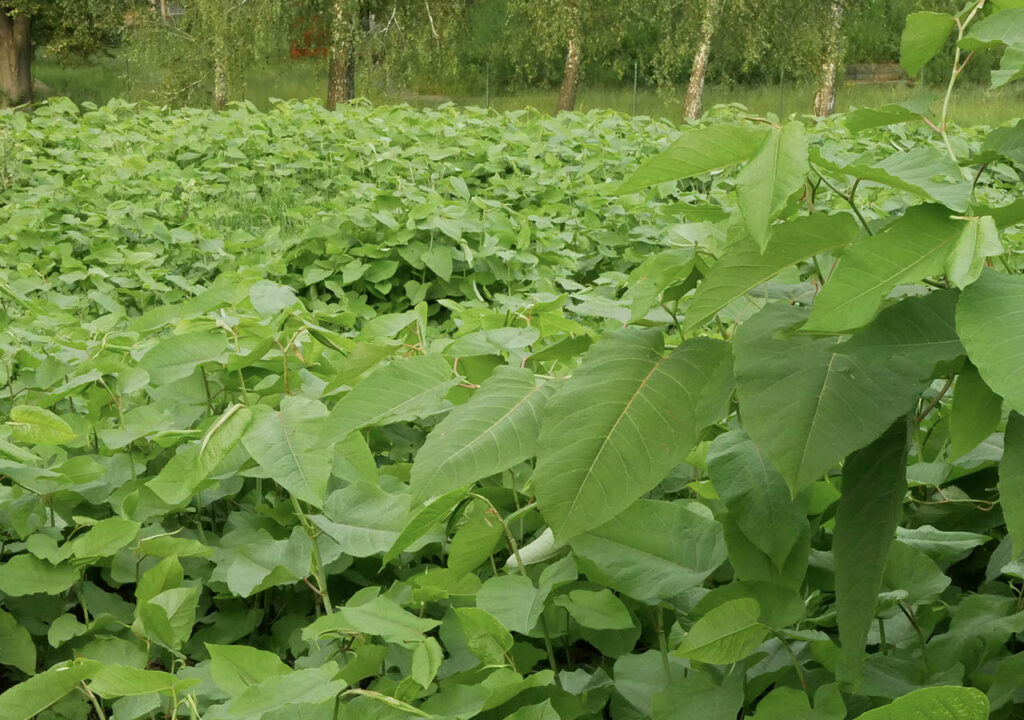 Japanese Knotweed, an invasive species in the UK, which has spread over a large area of land