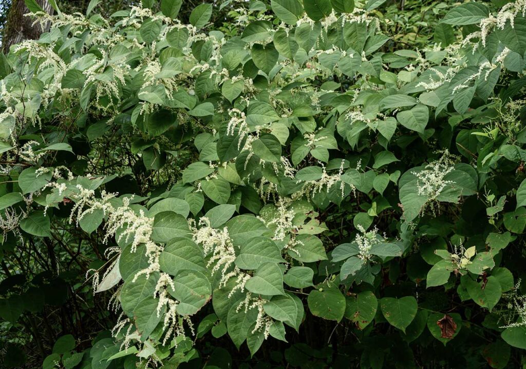 Japanese Knotweed, an invasive species in the UK, in flower