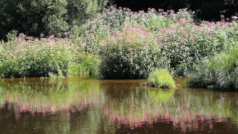 The invasive species Himalayan Balsam on the waters edge
