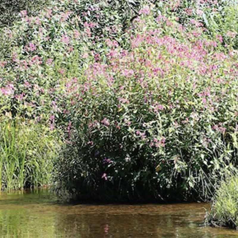 The invasive species Himalayan Balsam on the waters edge