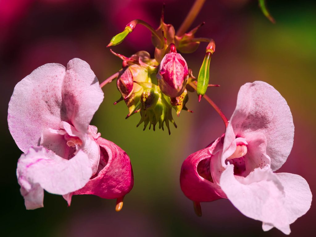 The bright pink Himalayan Balsam flower