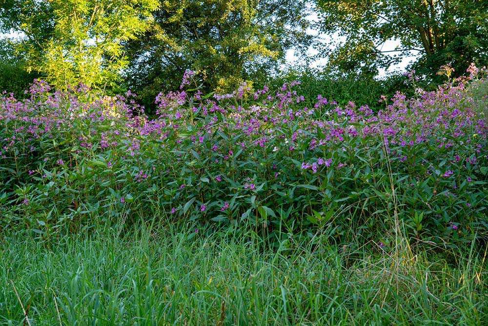 The invasive species Himalayan Balsam