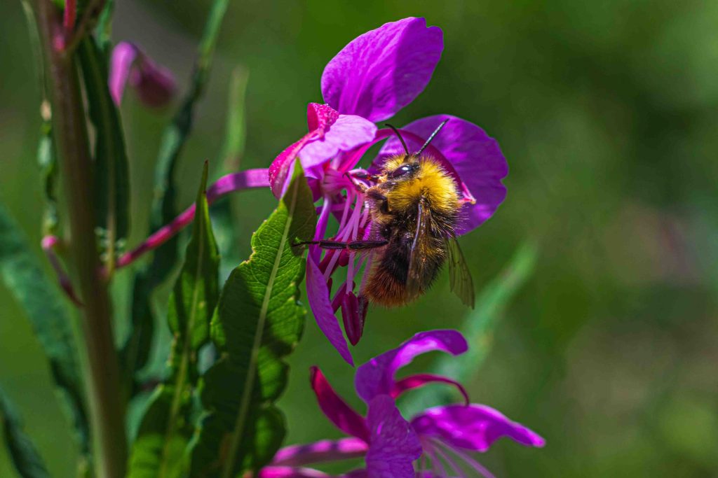 A bee on a Himalayan Balsam flower