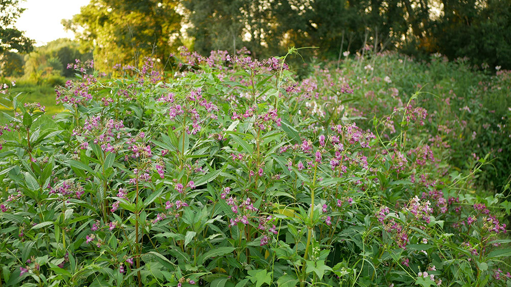 The invasive species Himalayan Balsam